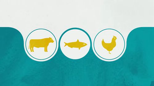 牲畜的营养和消化