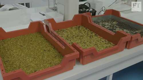 牲畜饲料的新来源