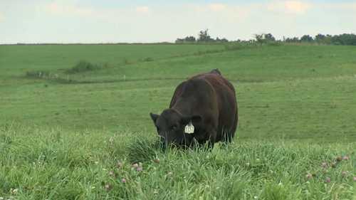 肉牛的饲料转化率