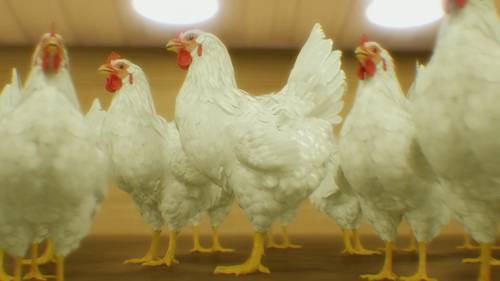 了解饲料添加剂