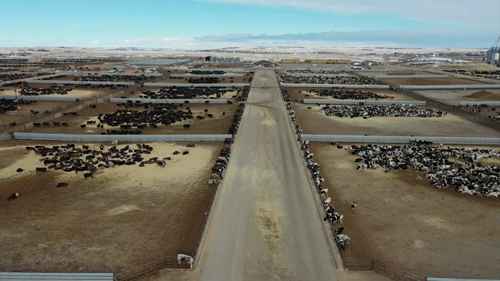 用饲料添加剂改善温室效应