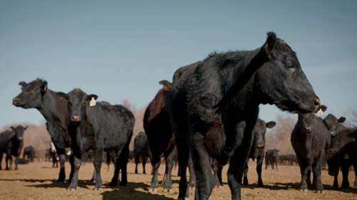 天然肉牛的科学饲养