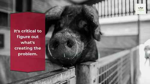 猪快速生长的秘密