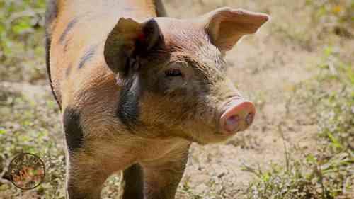 养猪的营养平衡问题