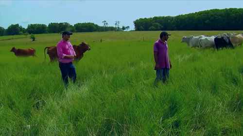 牛饲养的方式和成本