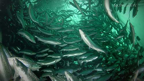 养殖鲑鱼会破坏环境吗