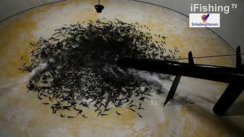 大型鲑鱼养殖场