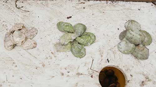 如何在冰冻的环境中养殖牡蛎