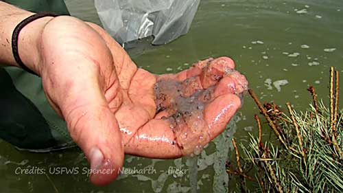 参观黄鲈鱼孵化农场