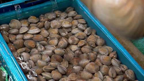 加州的海产养殖