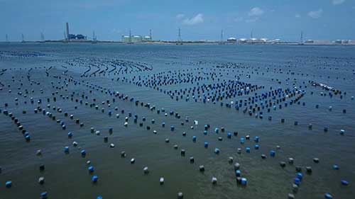 海产养殖是安全的吗