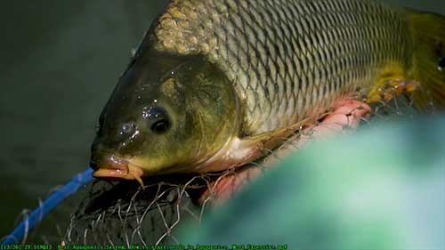 最好的鱼耕共生系统