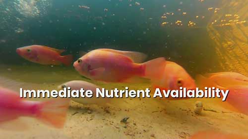 耦合生态和解耦生态共生系统