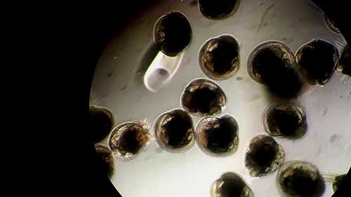 牡蛎的可持续饲养