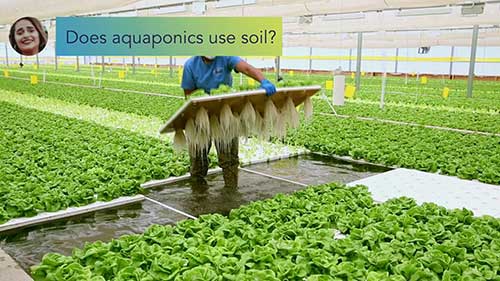 鱼耕共生的生态水培养殖