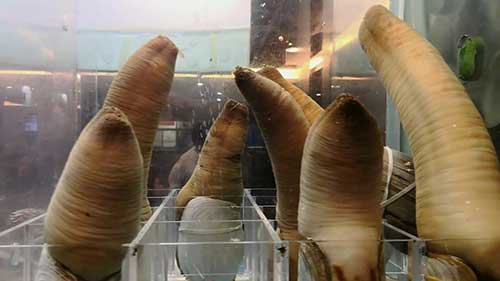 贝类养殖的可持续发展