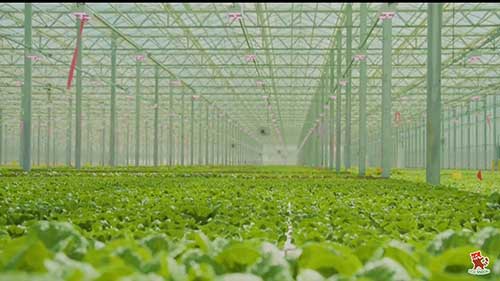 商业化的鱼耕共生