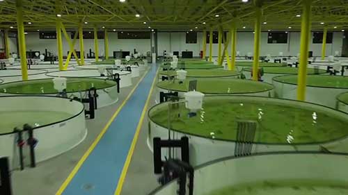 鱼苗孵化场设计和建造