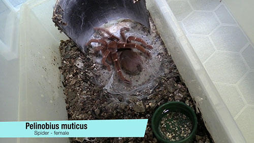 在实验室中饲养有毒动物