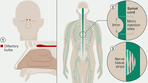 研究狗的脊椎治疗