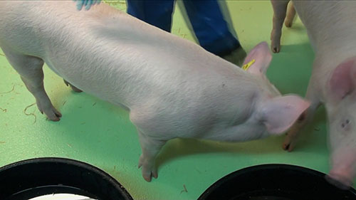 猪流感研究和人类流感疫苗开发