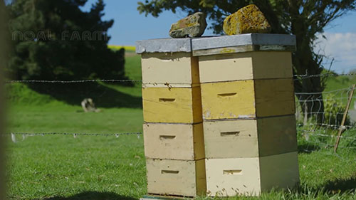 养蜂和麦卢卡蜂蜜的生产