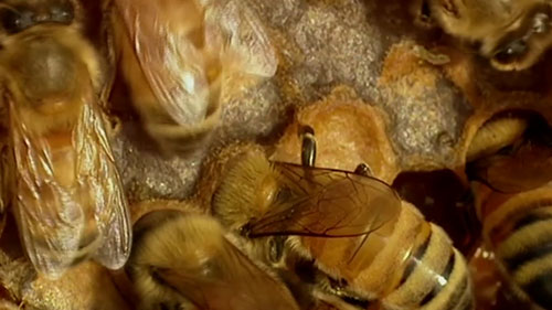 蜂蜜是如何制作的