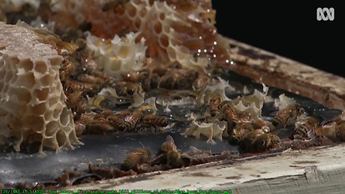 澳洲蜜蜂养殖的未来