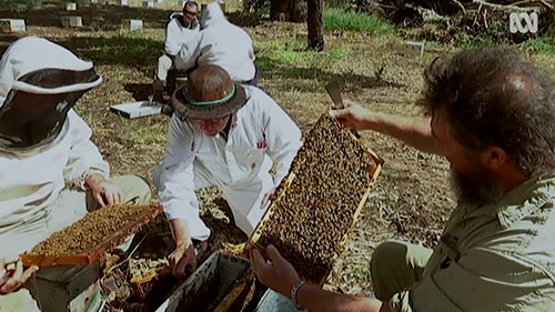 澳洲的蜂王繁殖计划