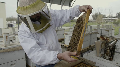 加州的养蜂和杏仁种植