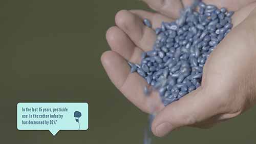 澳洲的棉花故事