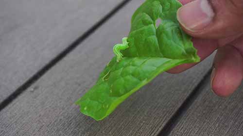 花园中病虫害的防治