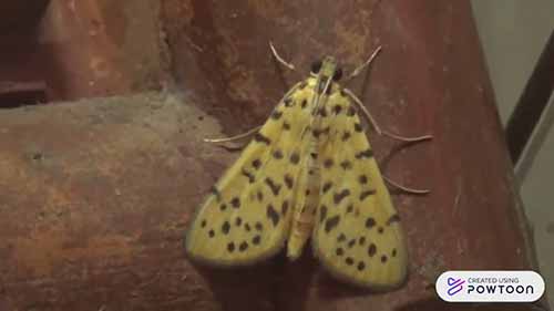 害虫的防治和管理