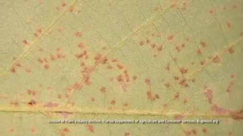 病虫害综合治理 1