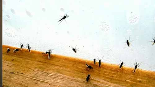 识别和杀死室内的植物害虫