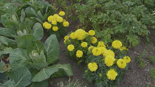 防治花园害虫的简单策略