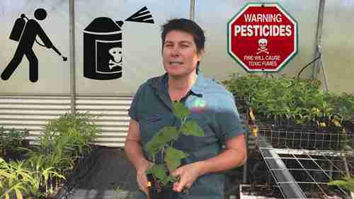 用益虫代替杀虫剂来控制害虫