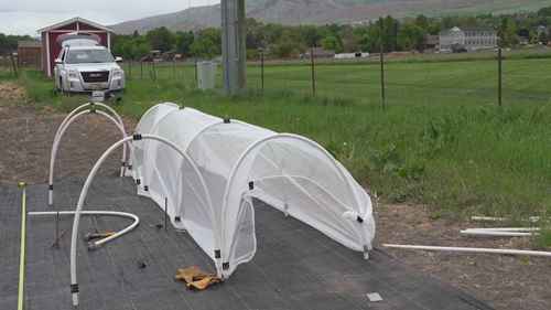 如何遮盖植物来防治害虫