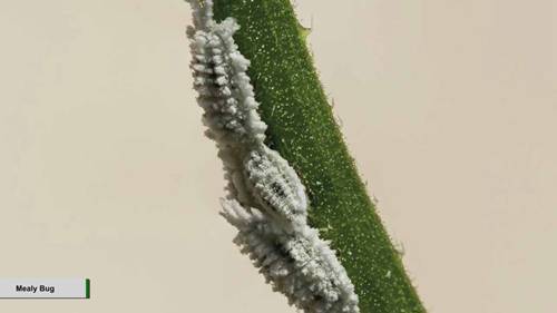 解决柑橘的病虫害问题