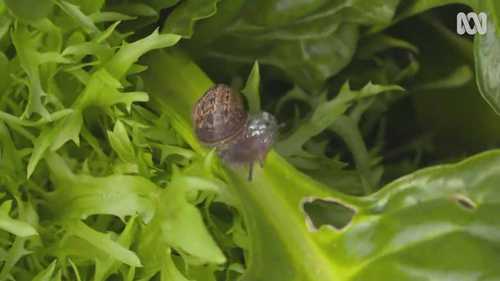 在蔬菜田中安全的控制害虫问题