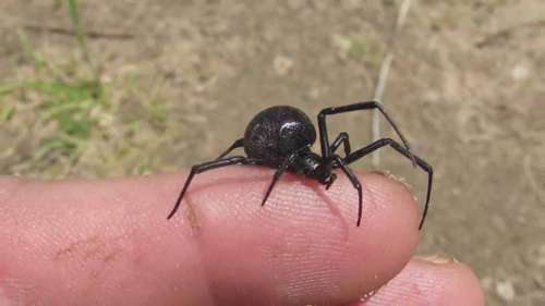 10种常见病虫害