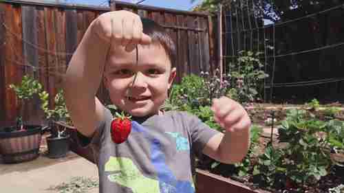 用PVC管保护草莓不受昆虫侵害