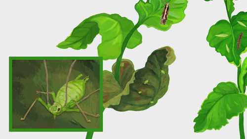 研究控制害虫的新技术