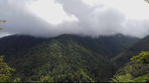 哥斯达黎加的云雾林