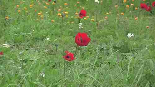 以色列普拉自然保护区