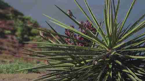 托里松州立自然保护区 1
