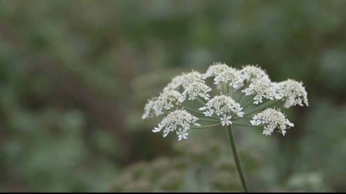 阿滕伯勒自然保护区
