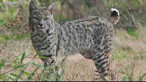 罗伯斯角自然保护区 1