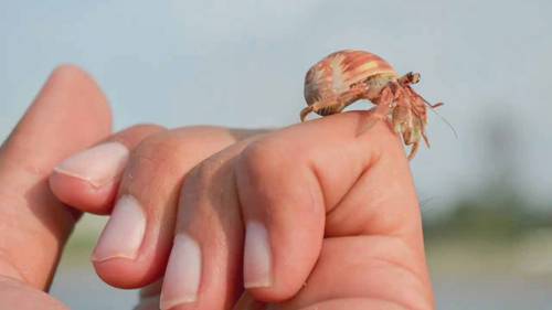 罗伯斯角自然保护区 2