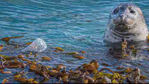 罗伯斯角自然保护区 4